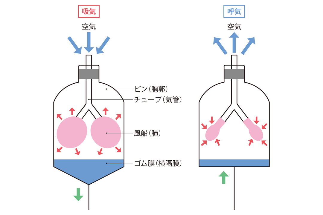 呼吸による胸腔内圧の変化をみる実験 画像